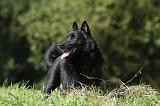 SCHIPPERKE 664